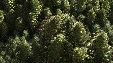 cactus_prew.jpg