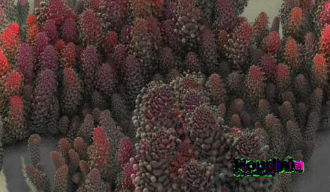 eco_system/shader_test.jpg
