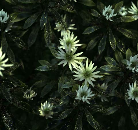 flowers/flowers_04.jpg