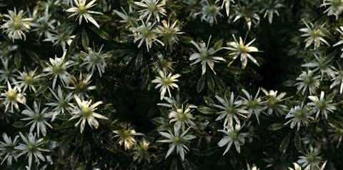 flowers/flowers_09.JPG