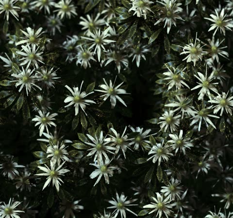 flowers/flowers_12.jpg