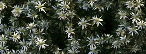 flowers/flowers_13.jpg