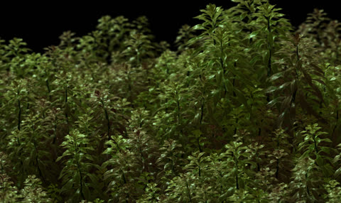 green_softbias.jpg