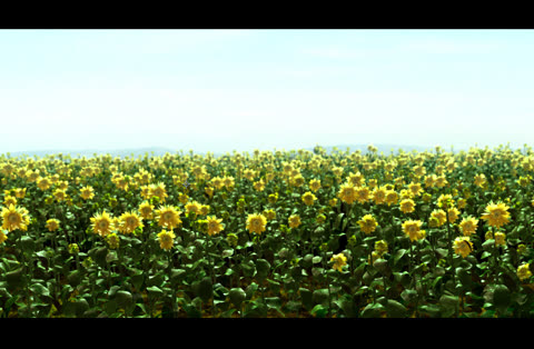 sunflowers_depth.jpg